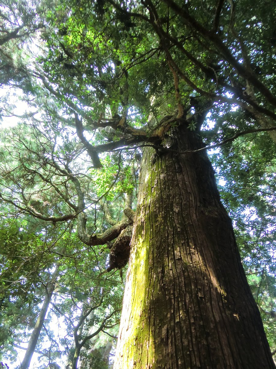 樹齢数百年の杉